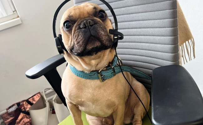 Marsik telefonuje.jpeg